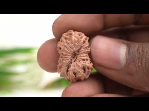 Rudraksha Product Image