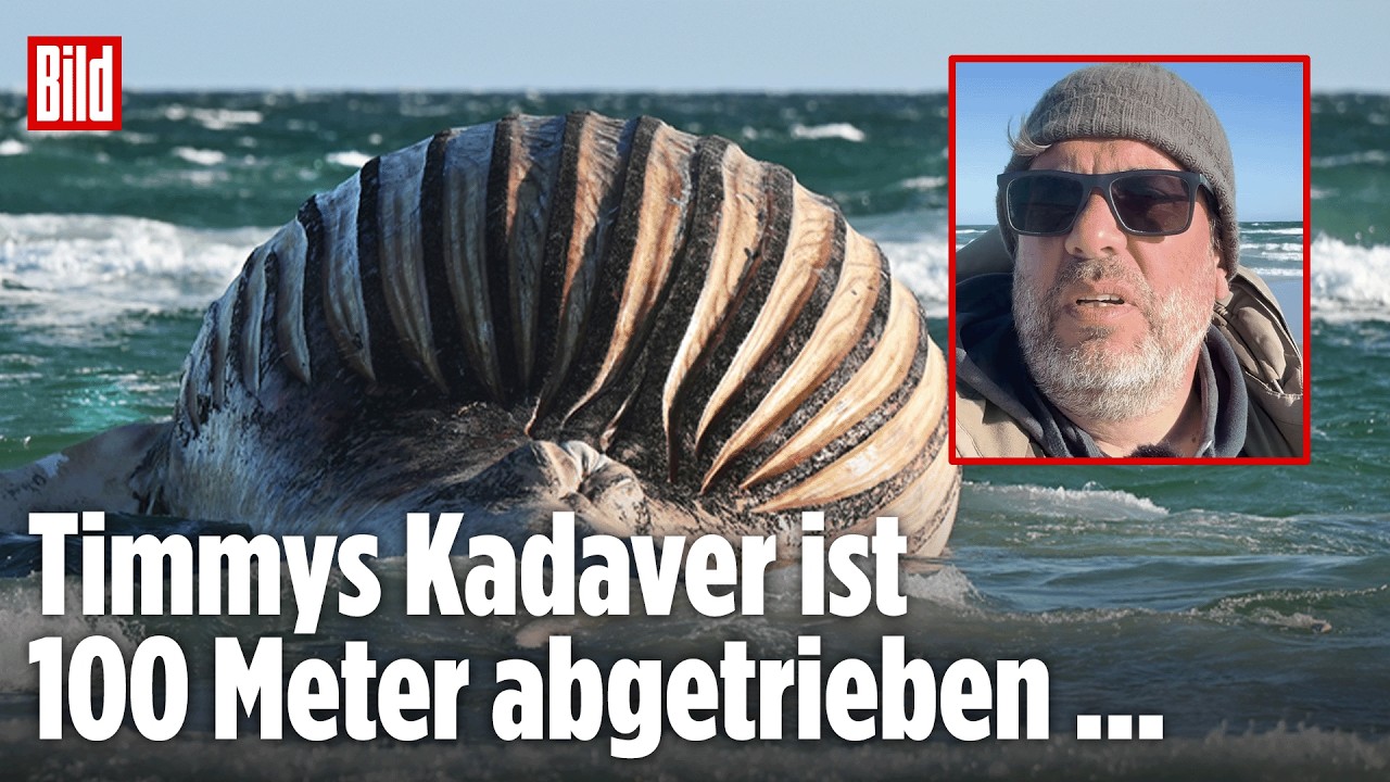 ANHOLT: Toter Wal Timmy treibt 100 Meter ab – Bergung wegen Sturm weiter unklar
