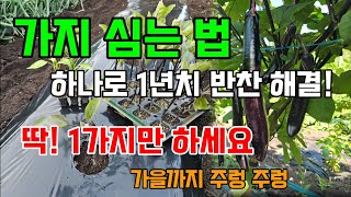 가지, 이렇게 심어야 가을까지 '폭발'합니다! 딱 1가지만 기억하세요 #가지농사