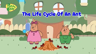 Life Cycle of An Ant | Ant facts for kids | #PantsBear
