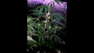 Grinspoon 11 weeks Afghan Kush 3 weeks purple kus