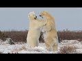 Polar Bears Fighting Each Other