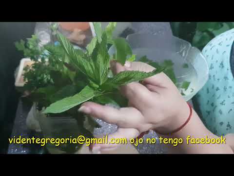 La hierbabuena y sus propiedades mágicas muy poderosa si haces todo bien y la utilizas con fe🌱🌱🌱🌱🌱🌿🌿