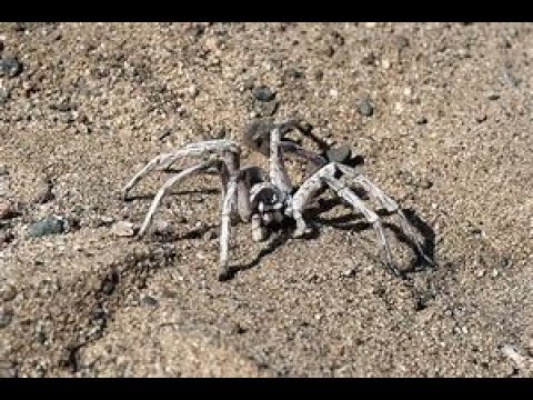 Always Count the Legs of a Spider (CreepyPasta)