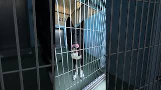 Video preview image #1 Akita Puppy For Sale in Pasadena, CA, USA