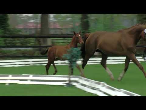 Grothe, Chacgrano-Curacao-Gunter