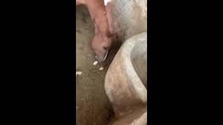 Re: [閒聊] PETA對馬車世界裡的牛牛吃漢堡表示不滿