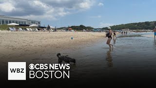 Cape Cod resort provides a fun time for the whole family, including pets