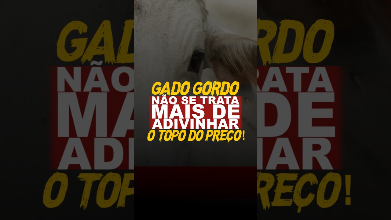 GADO GORDO: NÃO SE TRATA MAIS DE ADIVINHAR O TOPO DO PREÇO!