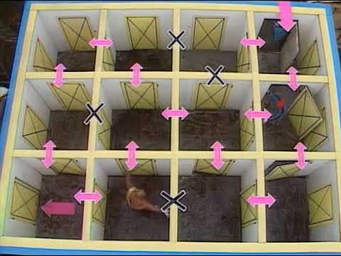 Takeshi’s Castle ¦ Deutsch ¦ Staffel 1 ¦  Folge 5