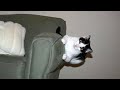 Tuxedo Cats Typical Behavior Funny Cat Videos 2024