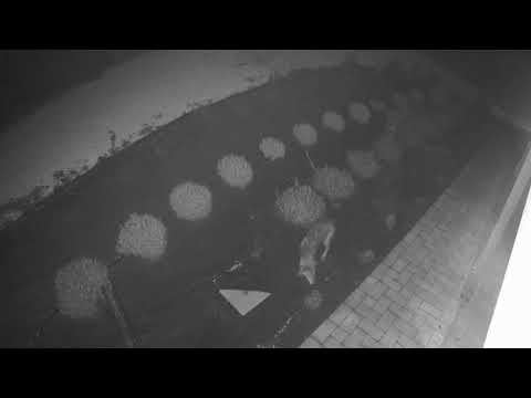 Avvistato lupo a Jesi