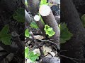 How To Grow Fig Trees In Cold Climates Massive Harvest Made Easy ️ Gardeninghacks
