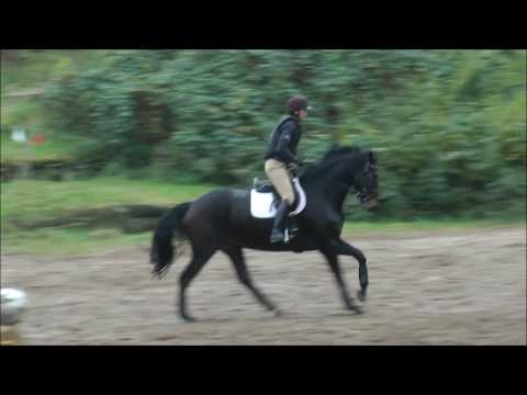 Festliche v. Alant (Armand xx- Calypso I) aus der Itzy Bitzy v. Calando- Capitano