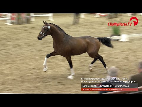 Hengst v. Sir Heinrich - Ehrenstolz - Fürst Piccolo