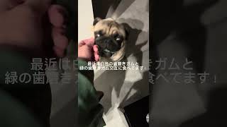 パグの日常Vlog #パグ #犬 #日常vlog #shorts
