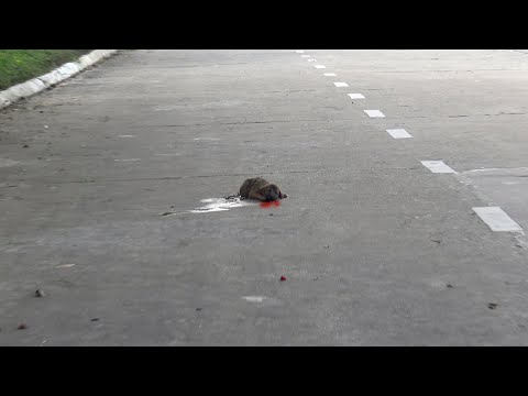 Poor 4 week old dog is living his last moments on the street