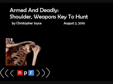 The Evolution of the Human Shoulder