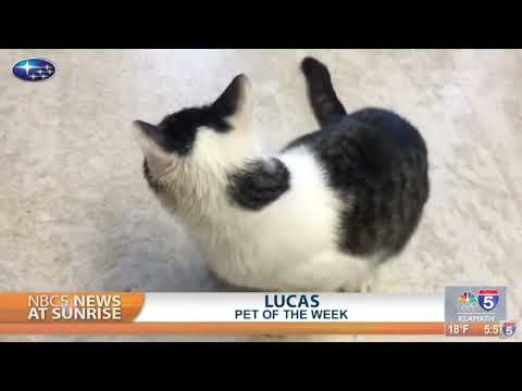 Pet Talk: Lucas - YouTube