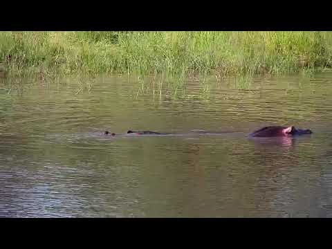 Djuma: Hippos - 16:21 - 01/29/21