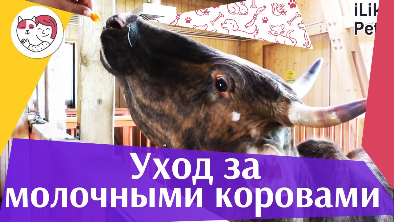 3 ошибки при уходе за молочными породами коров на ilikepet