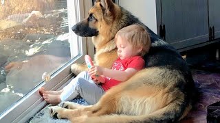 When Your Big Dog Becomes the Loyal Babysitter ❤️