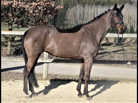 Dissey von Worrenberg, OS, geb. 2015, Diamant de Semilly x Heartbreaker x Ramiro Z