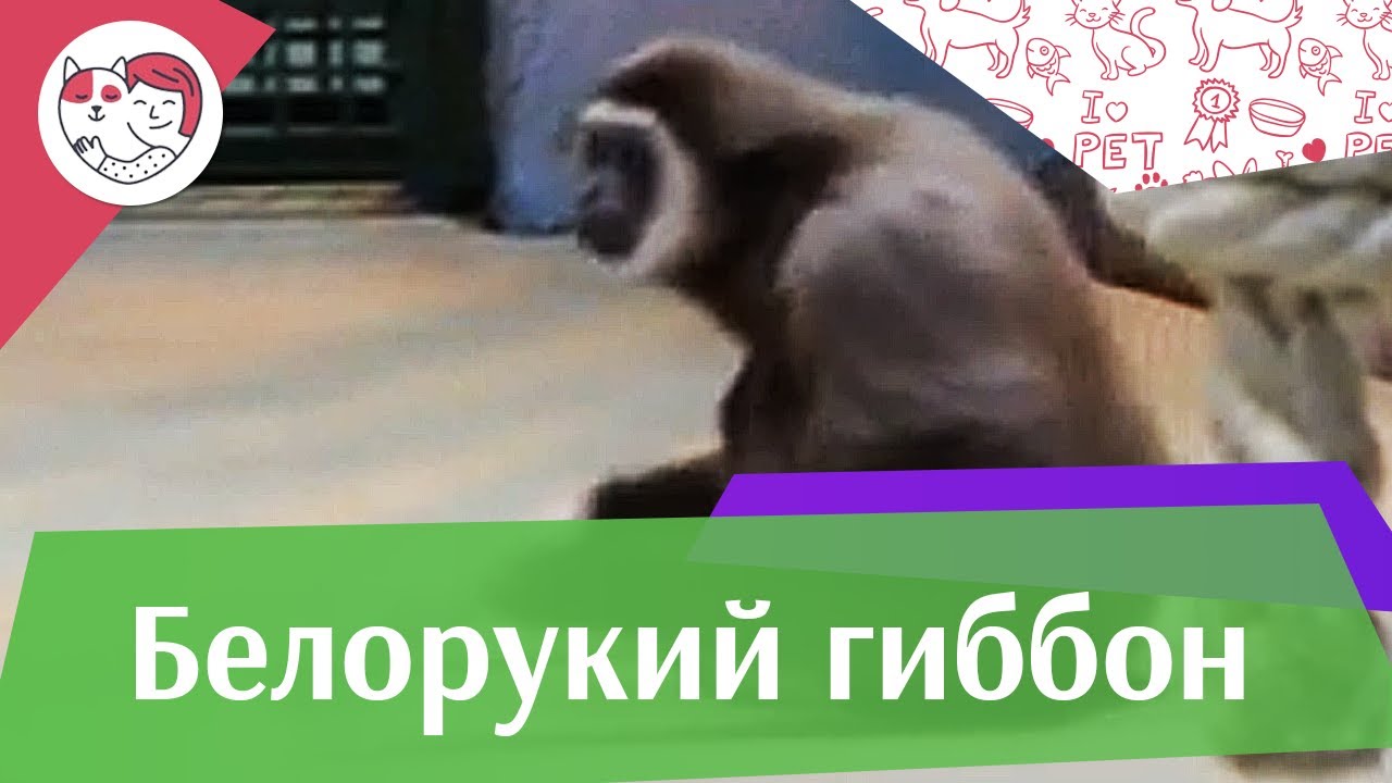 Белорукий гиббон Популяция на ilikepet