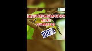 Download lagu terapi dan masteran pleci zipper wit wit #plecizipper #zipper #terapipleci #plecirolltembak mp3