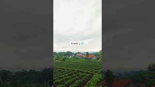 Download lagu Village atmosphere in Indonesia during rainy season 🇮🇩 mp3 Download lagu Village atmosphere in Indonesia during rainy season 🇮🇩 mp3