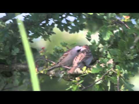 Tree Sparrows nesting in my garden. thumbnail