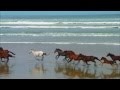 Wildlife-wmv by Microsoft
