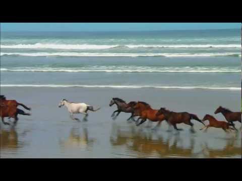 Wildlife-wmv
