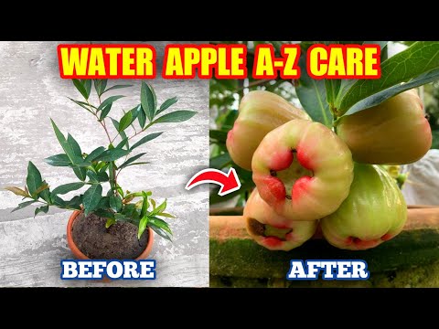 , title : 'How To Grow Java Apple Tree In Pot (IN HINDI) Water Apple Plant Care Tips'