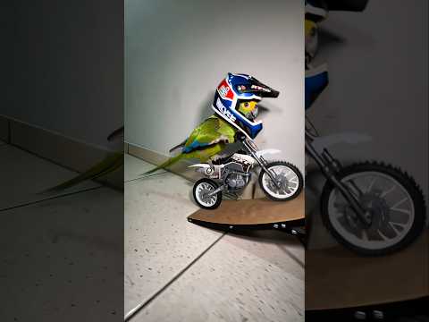 The Smartest Parrots in the World! #parrot #parrots #dirtbike #biker #bikers #moto #motorcycle #meme