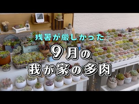 エケベリア 植物
