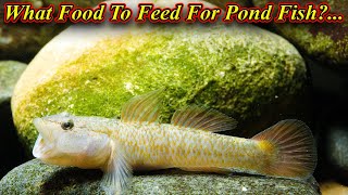 What Food To Feed For Pond Fish?.. Catch In Pond!.. How To Feed Food?.. / Fish Aquarium Tamil