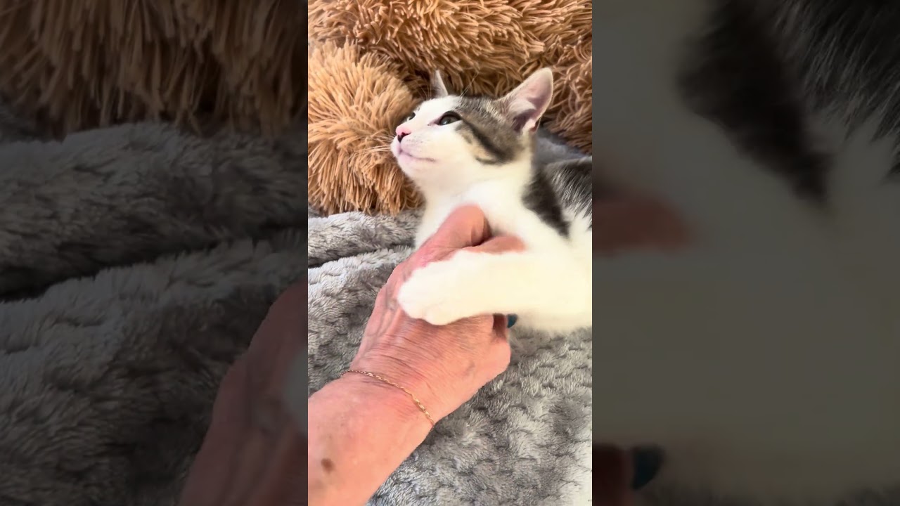 Mariachi, an adopted mixed breed in New York, NY video 2/5