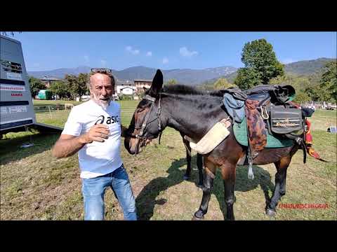 DEGIO E LA MULA PIOGGIA E LANGRA ALLA FIERA 19^ DI VALLE A ROCCABRUNA (CN) DOM.  1 - 10 - 2023.