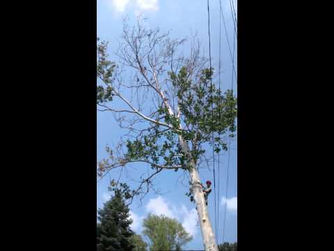 Tree topping professional tips: free notching