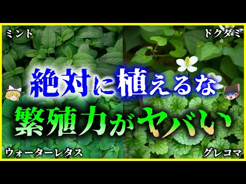 , title : '【ゆっくり解説】庭に生えてたらヤバい！「繁殖力」がすごい「植物」9選を解説'