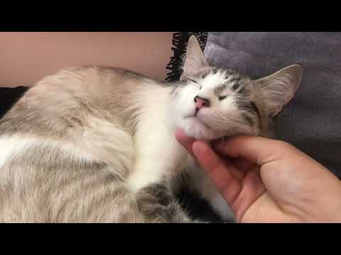 Misha The Cat Wants to Play