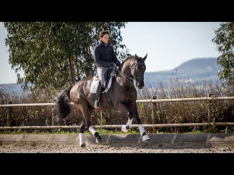 **SOLD** Black LusoWarmblood gelding - PSG ready & schooling Grand Prix (REF#550)