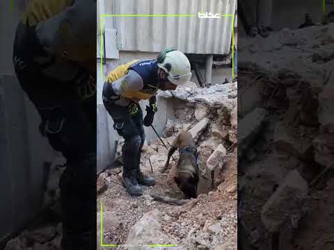 ‏ الدفاع المدني السوري ⁦‪‬⁩ مشاركة فرق K9 في أعمال البحث سجن ⁧‫ صيدنايا‬⁩ عن أبواب سرية عكاظ سوريا