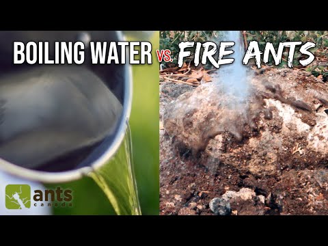 , title : 'Pouring Boiling Water Onto a Fire Ant Nest'