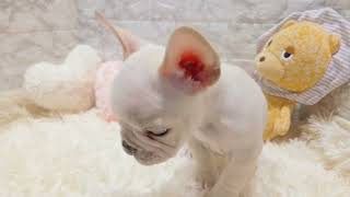 フレンチブルドッグの動画01