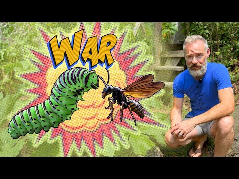How to Fight Garden Pests by Attracting Beneficial Insects