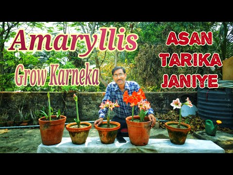 Amaryllis grow Karneka Aasan Tarika Janiye ( Hindi / Urdu )