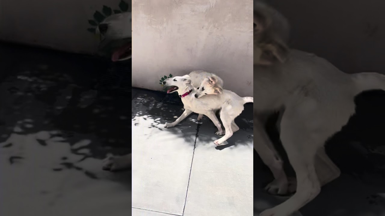 Enlarge Grover, a ADOPTABLE mixed breed in Los Angeles, CA video 5/5