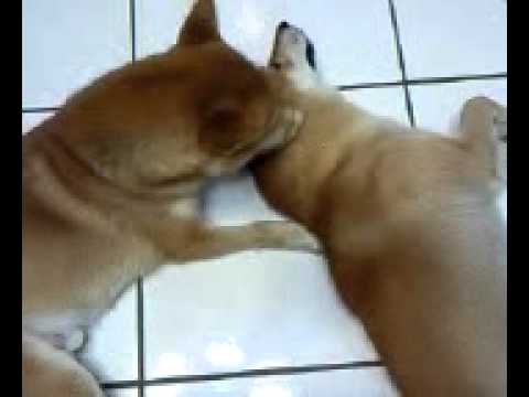 搞曖昧(原發表者:毛豆姐)(影片)